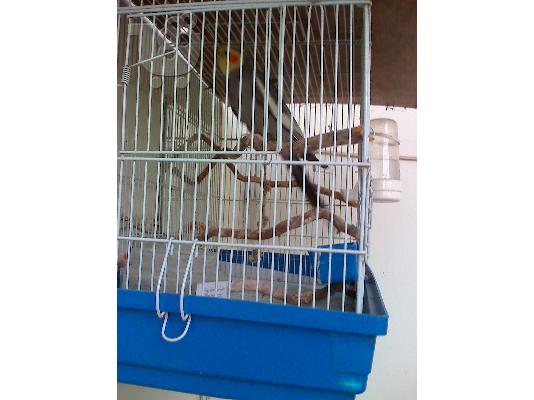 ΠΩΛΕΙΤΑΙ ΠΑΠΑΓΑΛΟΣ COCKATIEL