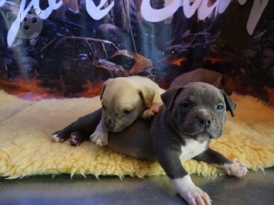 PoulaTo: Εξαιρετική Bloodlines Αμερικανική Pitbull