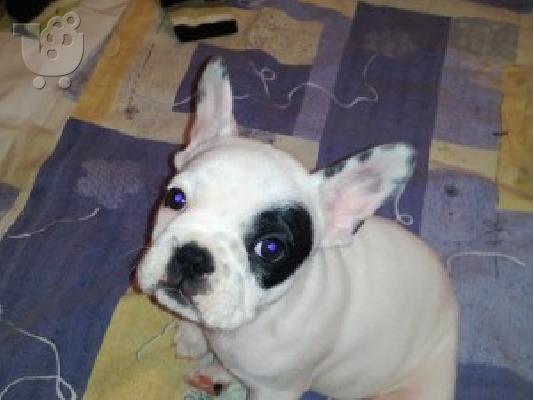 PoulaTo: GALIKO BULDOG