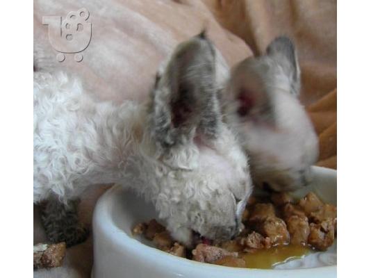 Γενεαλογικό Devon Rex Μικρά αγόρια / κορίτσια