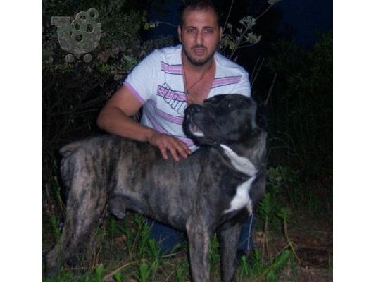 bandog mastif ΜΠΑΝΤΟΓΚ