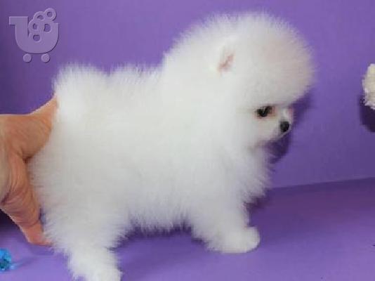 PoulaTo: πομερανικό κουτάβια /  pomeranian  mini