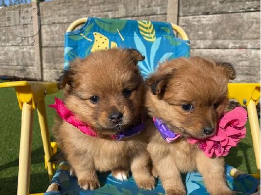 Χαριτωμένα κουτάβια Pomeranian