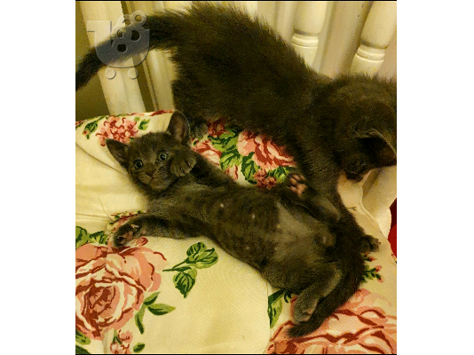 PoulaTo: Όμορφες μισές ragdoll / siamese γατάκια Έχω ένα σκουπίδια από όμορφα μισά Ragdol / Siamese Kittens έτοιμος να