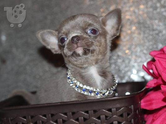 PoulaTo: Lovely κουτάβια Chihuahua προς πώληση