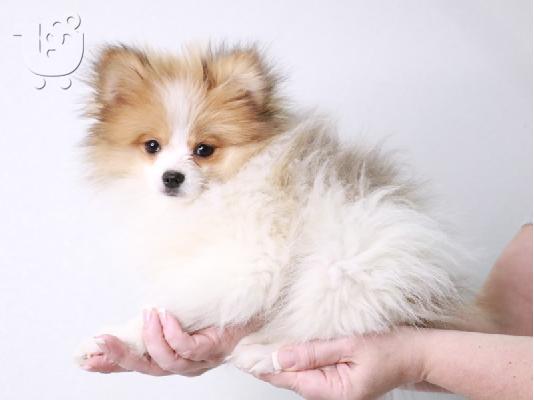 PoulaTo: Spitz mini bicolour