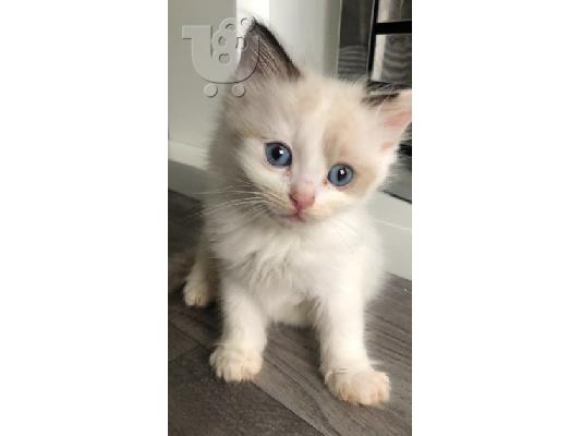 Αναισθητοποιήστε το γατάκι Ragdoll