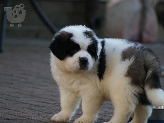 Διαθέσιμα κουτάβια Saint Bernard