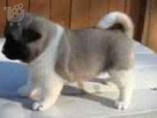 σκυλιά AKITA Ακίτα (Akita) σκύλος, πιστός σύντροφος — Καλλιθέα...