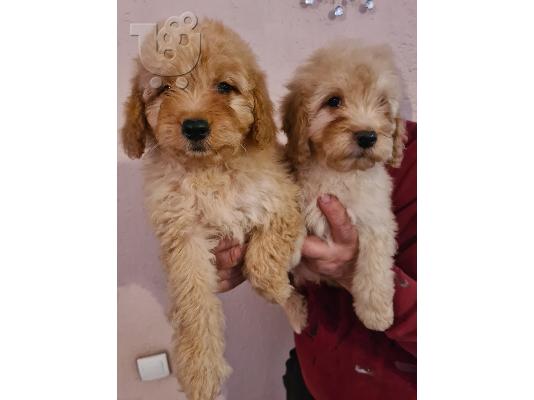 Labradoodle κουτάβια προς πώληση
