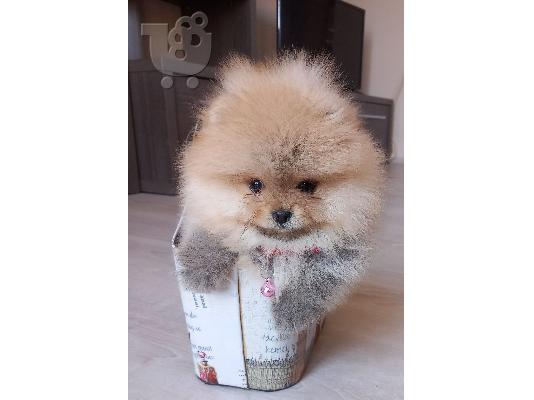 Pomeranian κουτάβια