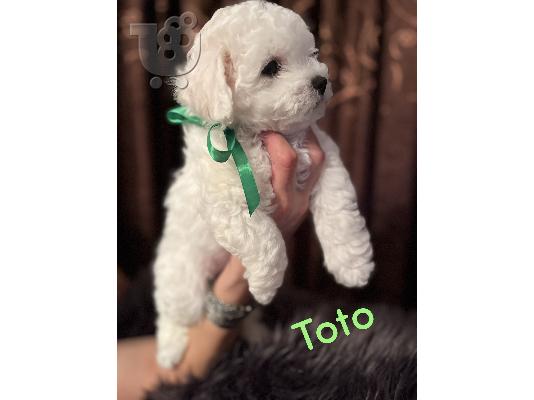 Bichon Frize κουτάβια