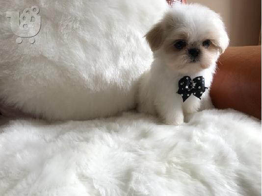 Απόλυτη cutie, μικρό κουτάβι Shih Tzu έτοιμο τώρα