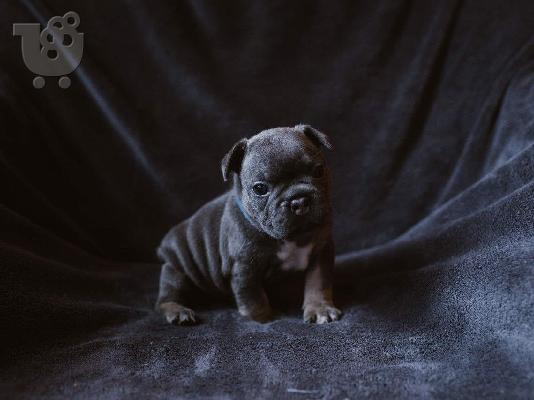 PoulaTo: Γαλλικά BullDog κουτάβια