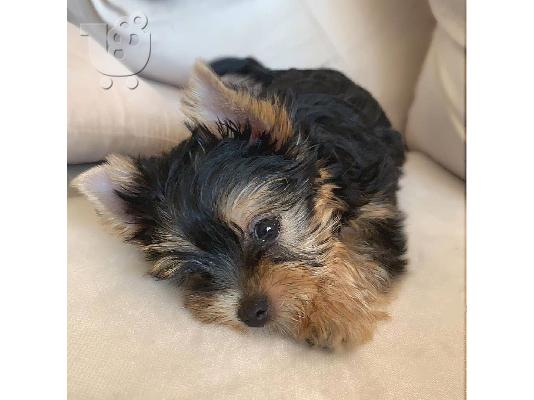 PoulaTo: αγαπούν το Yorkie terrier έτοιμο για υιοθέτηση.