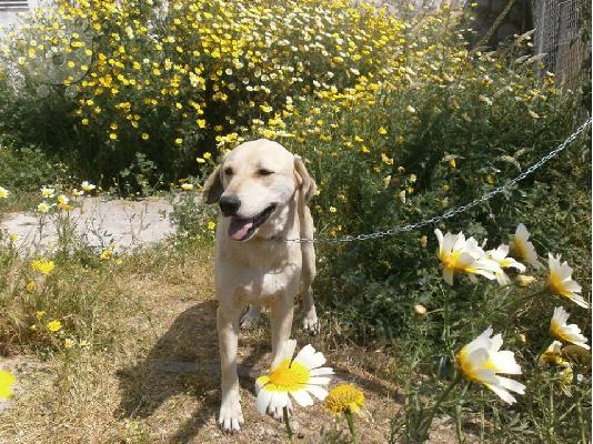 PoulaTo: Η Ζαχαρενια Ψαχνει Σπιτακι