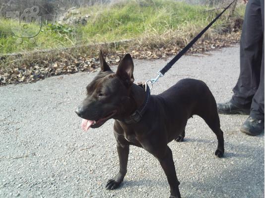 xarizetai pitbull terrier