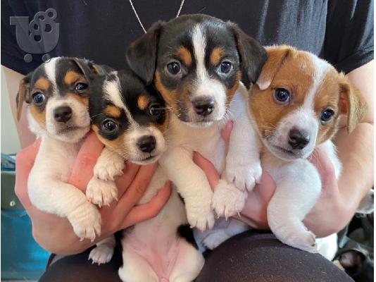 PoulaTo: Εκπληκτικά κουτάβια Jack Russell