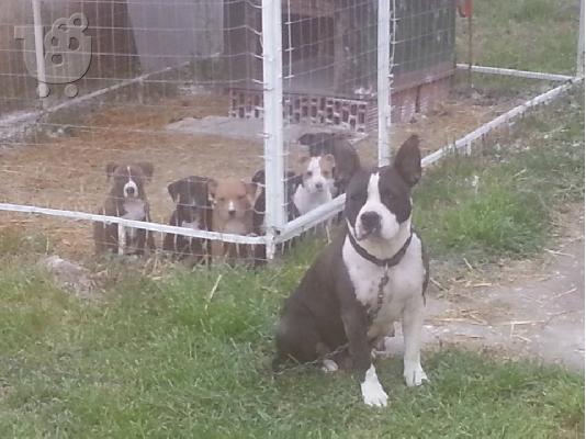 PoulaTo: American Staffordshire Terrier