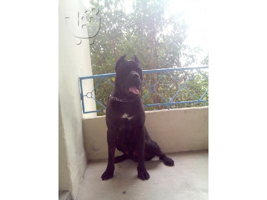 Cane Corso Καθαρόαιμα Κουτάβια