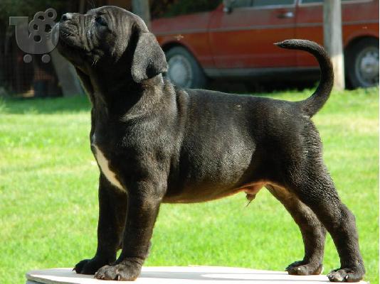 cane corso