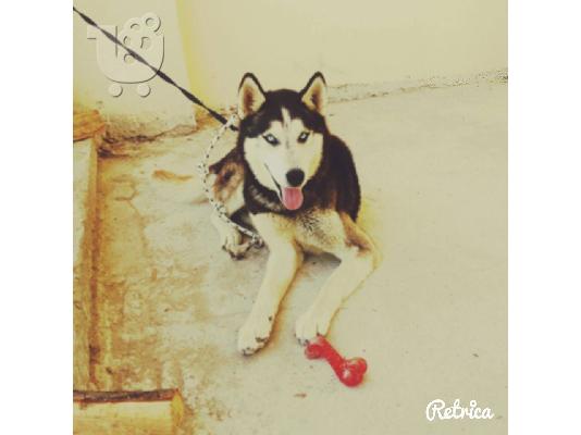 Husky