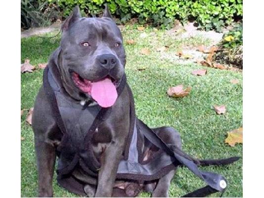 pitbull - πιτμπουλ Bluenose καθαροαιμα 6979314054