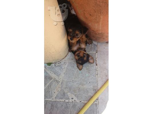 yorkshire terrier mini