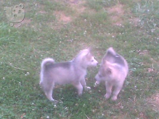 πωλουνται κουταβακια alaskas malamute