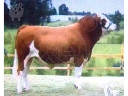ΑΡΝΙΑ ελληνικα αξιωτικα 200 τεμαχια-