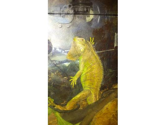 TERRARIUM IGKOUANA