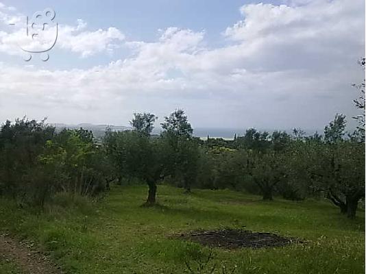 PoulaTo: Αλισσός, πωλείται αγροτεμάχιο, 6 στρ.