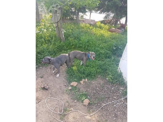Πωλούνται κουτάβια Pitbull Blue nose