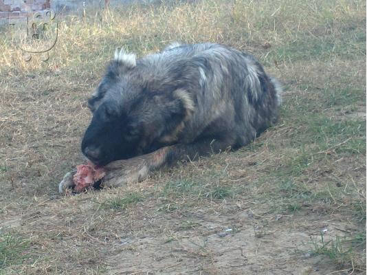 PoulaTo: younger sister of world champion-caucasian dog 10 minwn 