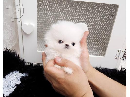 PoulaTo: πομερανός μινι καθαρόαιμα/ Pomeranian Mini
