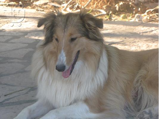Collie βασιλικα κουτάβια 40 ημερών