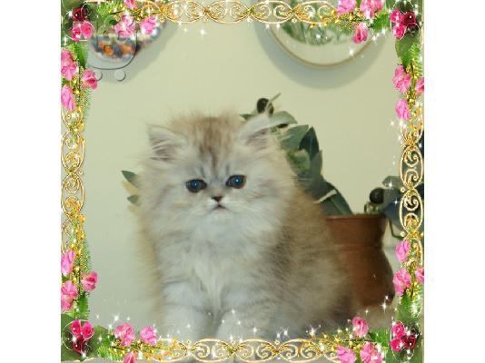 Πωλούνται καθαρόαιμα περσικά γατάκια chinchilla