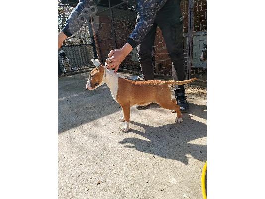 Bull Terrier κουτάβια προς πώληση