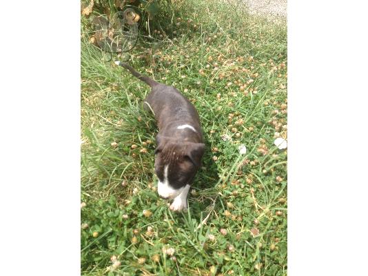 PoulaTo: pit bull