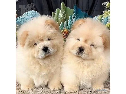 PoulaTo: Υγιή κουτάβια Chow Chow