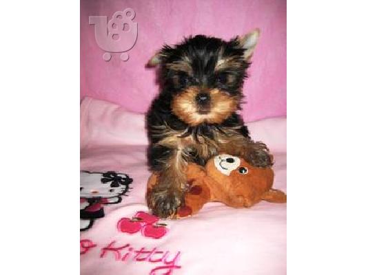 PoulaTo: YORKSHIRE TERRIER SUPER MINI