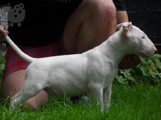 PoulaTo: BULL TERRIER