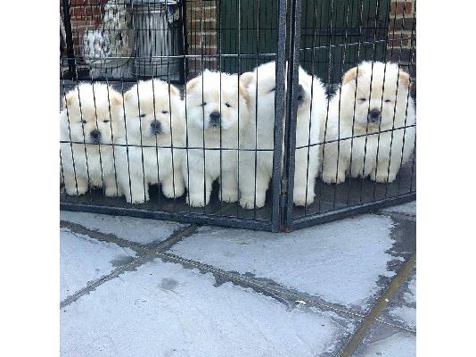 PoulaTo: ΔΙΑΘΕΣΙΜΑ LOVELY CHOW CHOW PUPPY