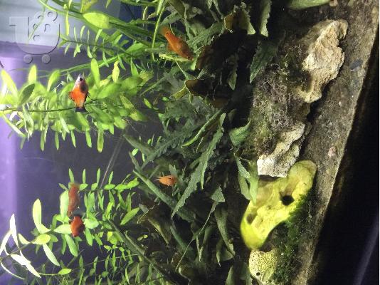 PoulaTo: platies