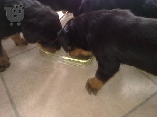 Rottweiler κουτάβια