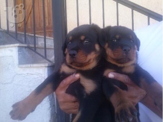 Rotweiller