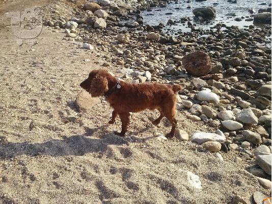 ΔΙΑΘΕΣΙΜΑ ΚΑΘΑΡΟΑΙΜΑ ΚΟΥΤΑΒΙΑ COCKER SPANIEL (KOKER ESPANIEL)