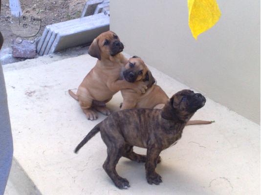 DOGO CANARIO