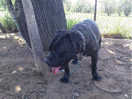 stamford pitbull