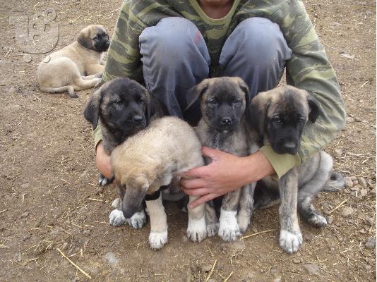Kangal